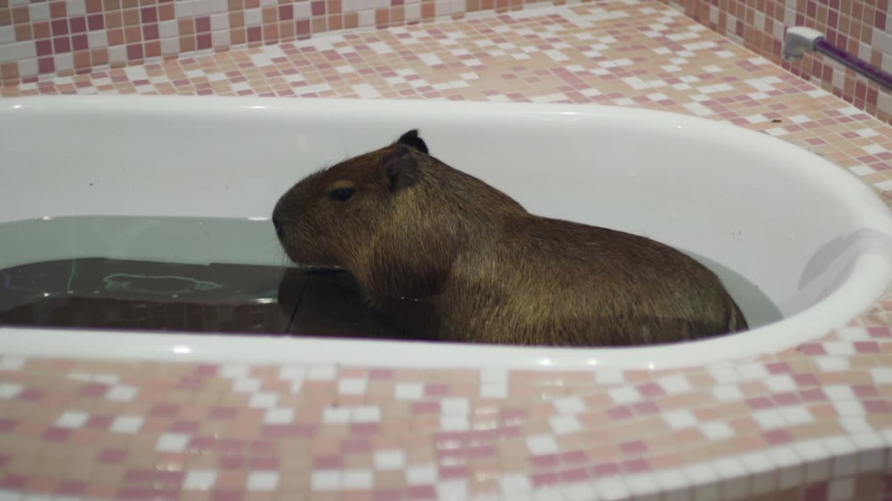 En sød kapivar nyder vandet i badekarret på en dyrecafe i Harajuku, Tokyo, Japan