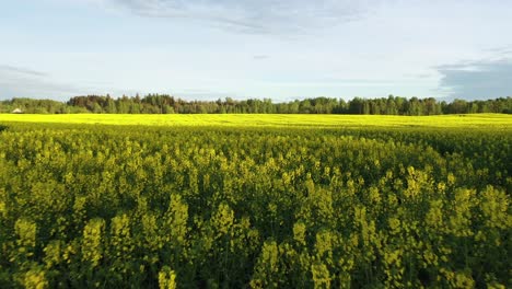 Blooming-Rapeseed-Field-On-A-Sunny-Day---aerial-drone-shot