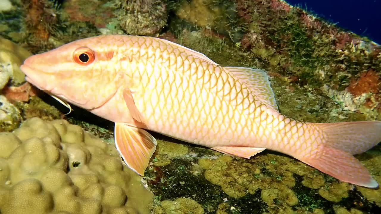 Close-up of a colorful goatfish resting near corals in the waters of Mauritius, showcasing marine biodiversity and tropical underwater life in stunning detail.