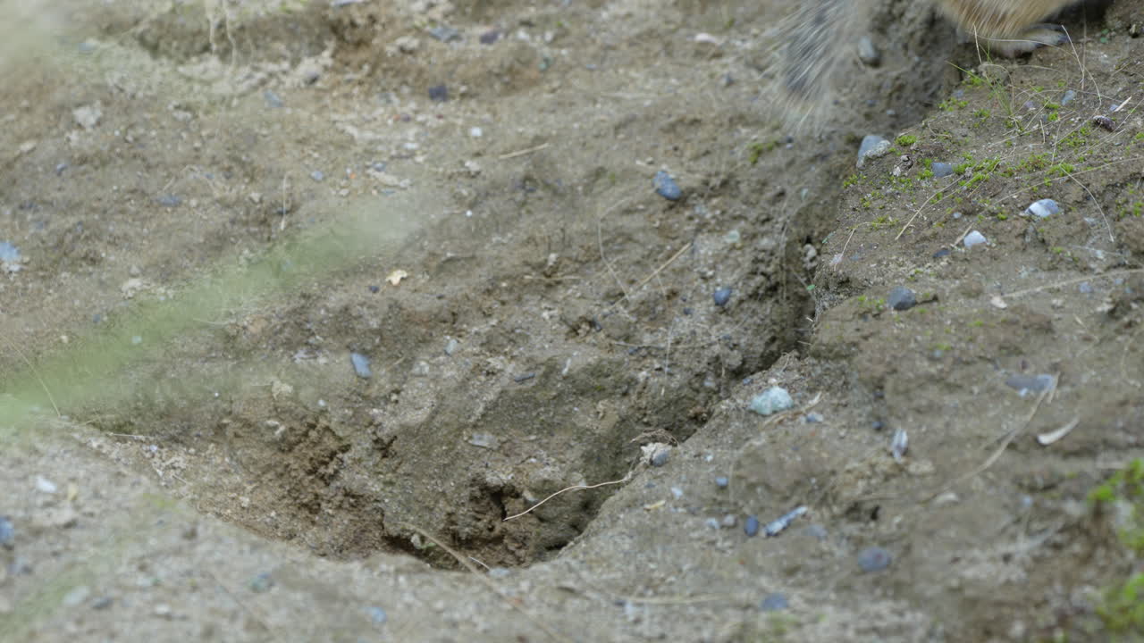 Cute Ground Squirrel digging hole and eating in wilderness. Looking at camera and running away. Slow motion closeup