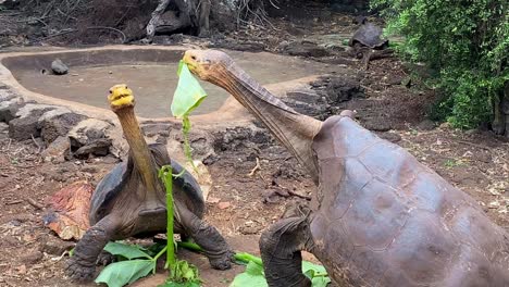 giant tortoises almost fight over food in the galapagos