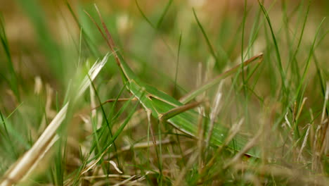 close up giant green slantface grasshopper camouflaged in grass hops away