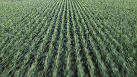 Endless-maize-field-in-rural-landscape,-low-altitude-aerial-view