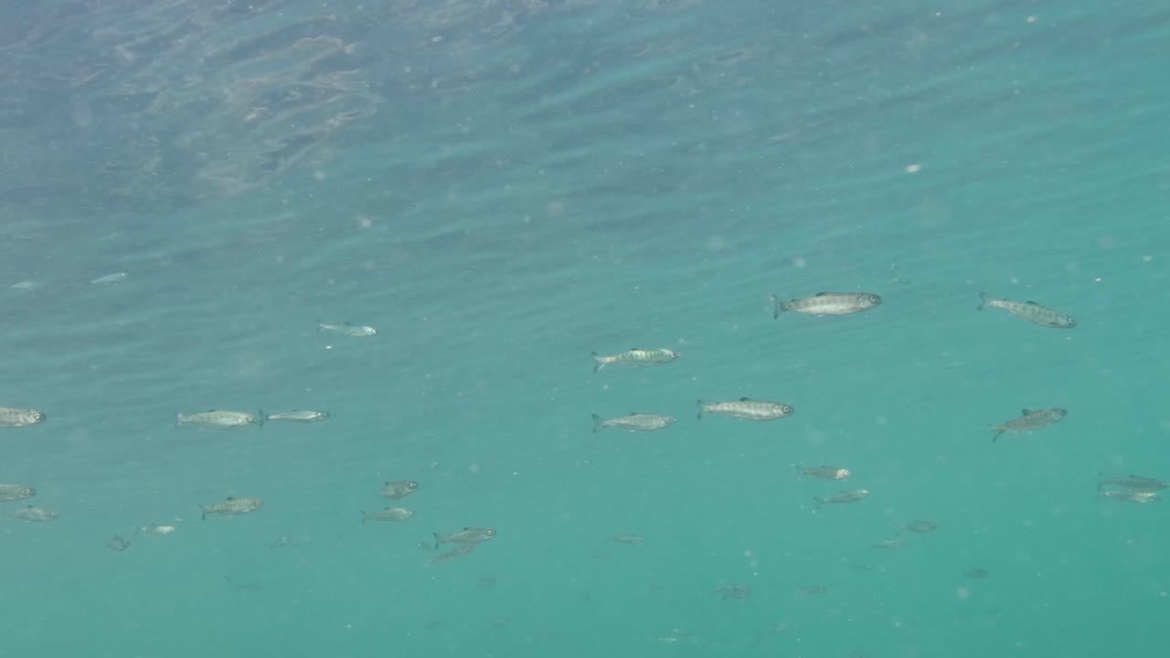 School of salmon smooths in shallow waters in the Pacific Northwest Canada.