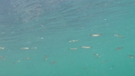 school of salmon smooths in shallow waters in the pacific northwest canada.