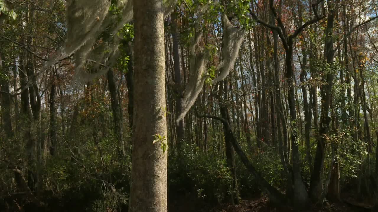 Capture the tranquil beauty of Okefenokee Swamp's dense, sunlit forest. The serene scene highlights tall trees draped in Spanish moss, creating an enchanting natural atmosphere
