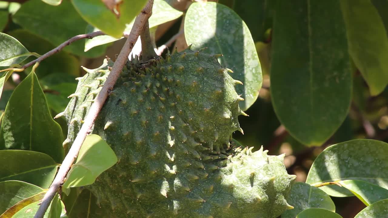 guanábana colgando de un árbol en un día soleado