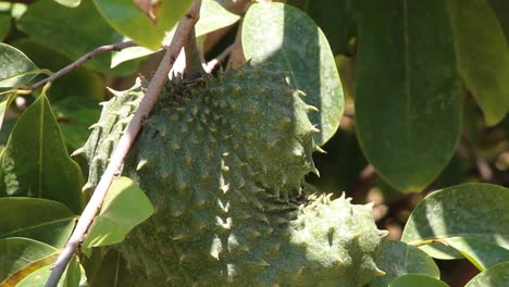 Soursop-Hängt-An-Einem-Sonnigen-Tag-An-Einem-Baum