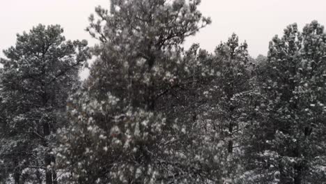 Aufsteigender-Blick-Auf-Die-Seite-Des-Baumes-Im-Schnee