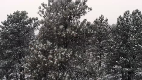 rising view of side of tree in snow