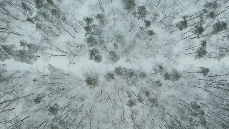 Vista-De-Drones-Del-Bosque-Durante-El-Invierno