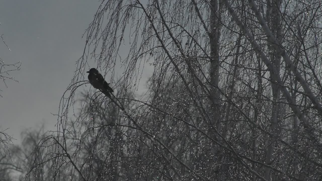 el cuervo gris se sienta encima de una rama de abedul