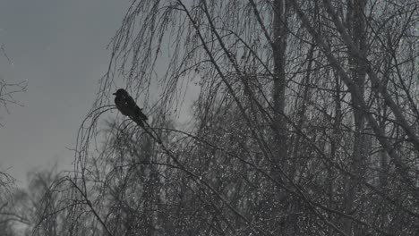 gray crow sits on top of a birch branch