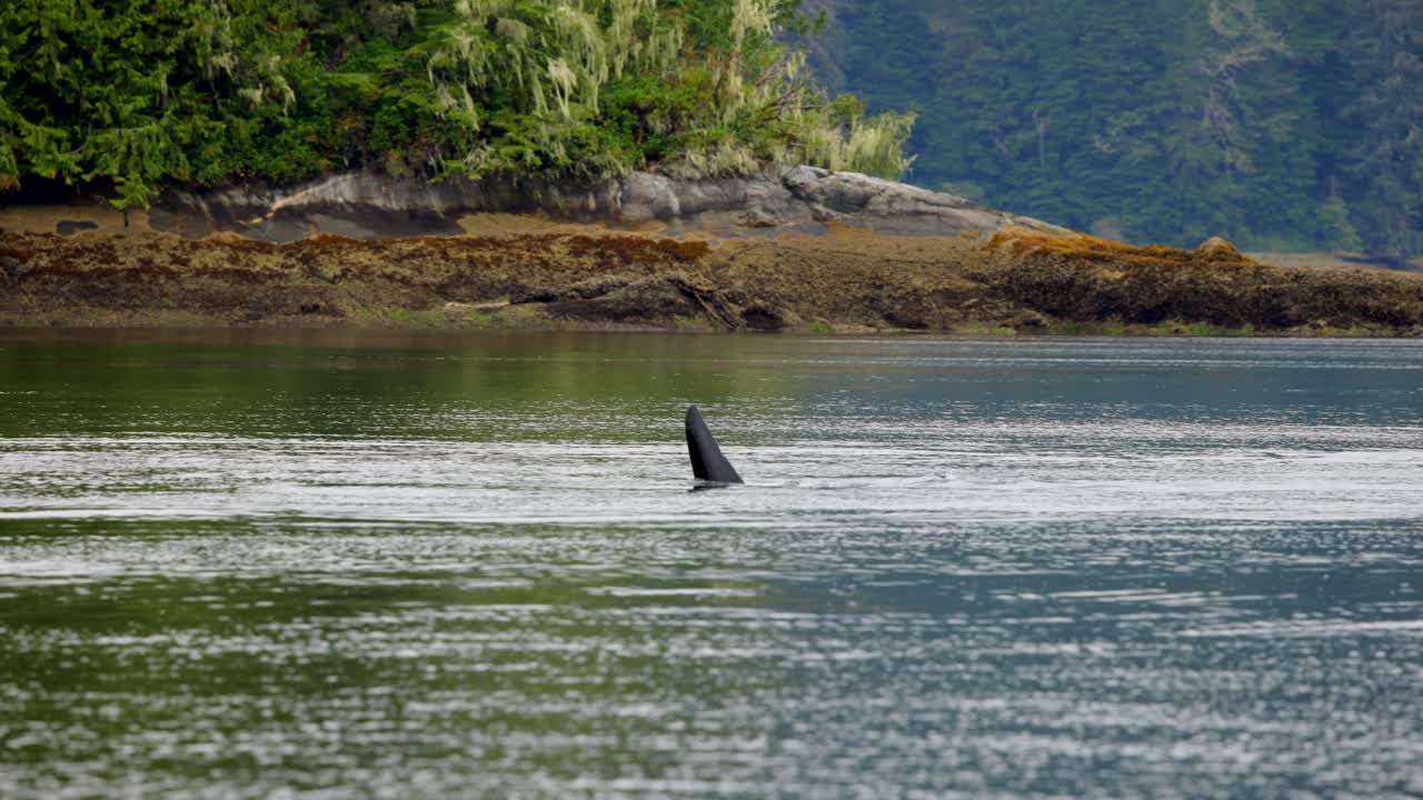 Large orca swimming in a bay