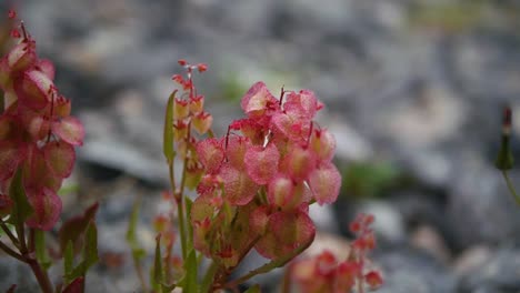 ed plant close up shot