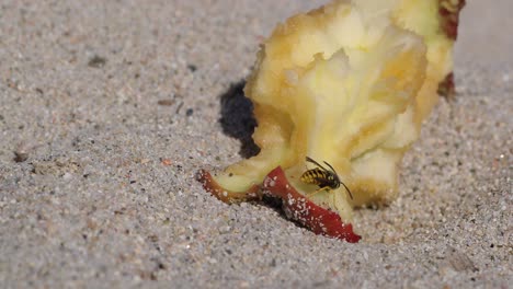 Nahaufnahme-Einer-Wespe,-Die-Am-Sandstrand-Eine-übrig-Gebliebene-Apfelfrucht-Frisst