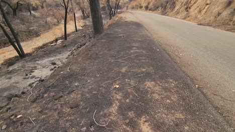 forest fire damage to the forest floor