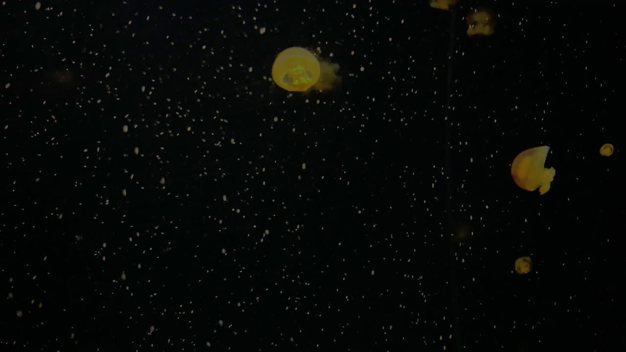 medusas - rhizostoma luteum - en el acuario de kamon, japón