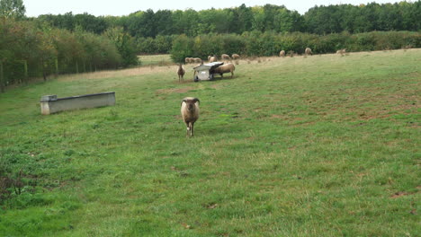 Sheep-with-horns-walking-towards-the-camera,-handheld