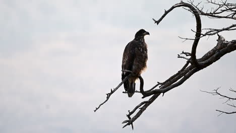 Majestuosa-Percha-De-águila-En-El-Cielo-De-Kamloops