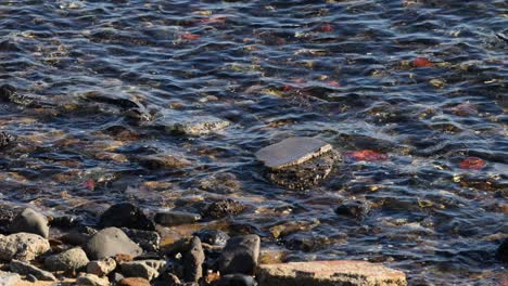 dog fetches ball near rocky shoreline