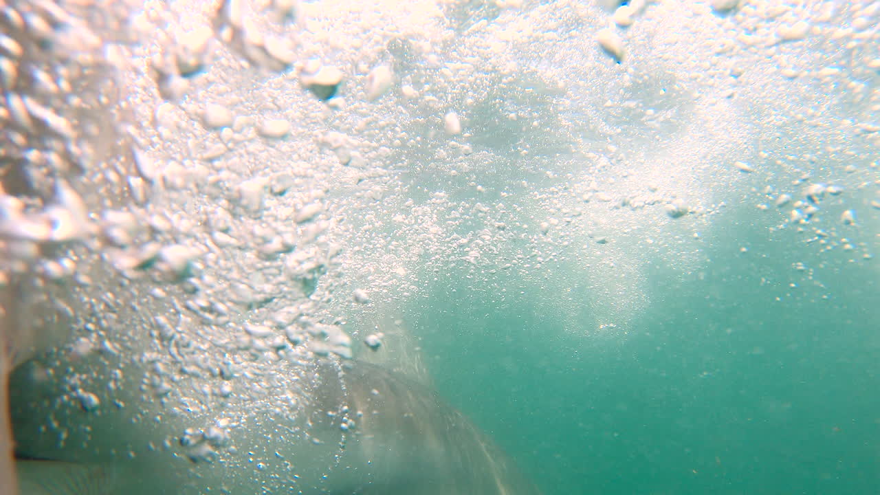 이빨 에 먹이 를 넣은 청동 고래 상어 가 리 를 넣은 다이버 케이지 에 부힌다