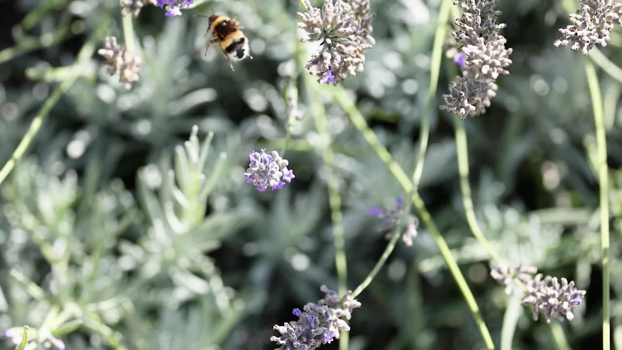 Bumblebee collecting nectar from lavender flowers