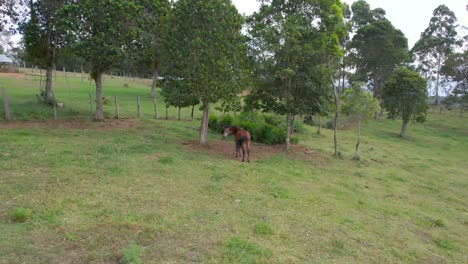 Sale-De-Un-Caballo-En-Medio-De-Los-Campos-En-Colombia-En-Un-Día-Nublado