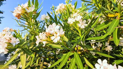 white nerium flowers in full bloom under blue sky