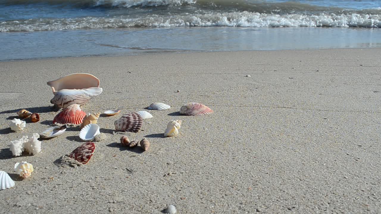 Cockleshells on sand against the background of waves. Shooting on the beach