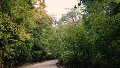 Pathway-in-the-autumn-forest,-push-in