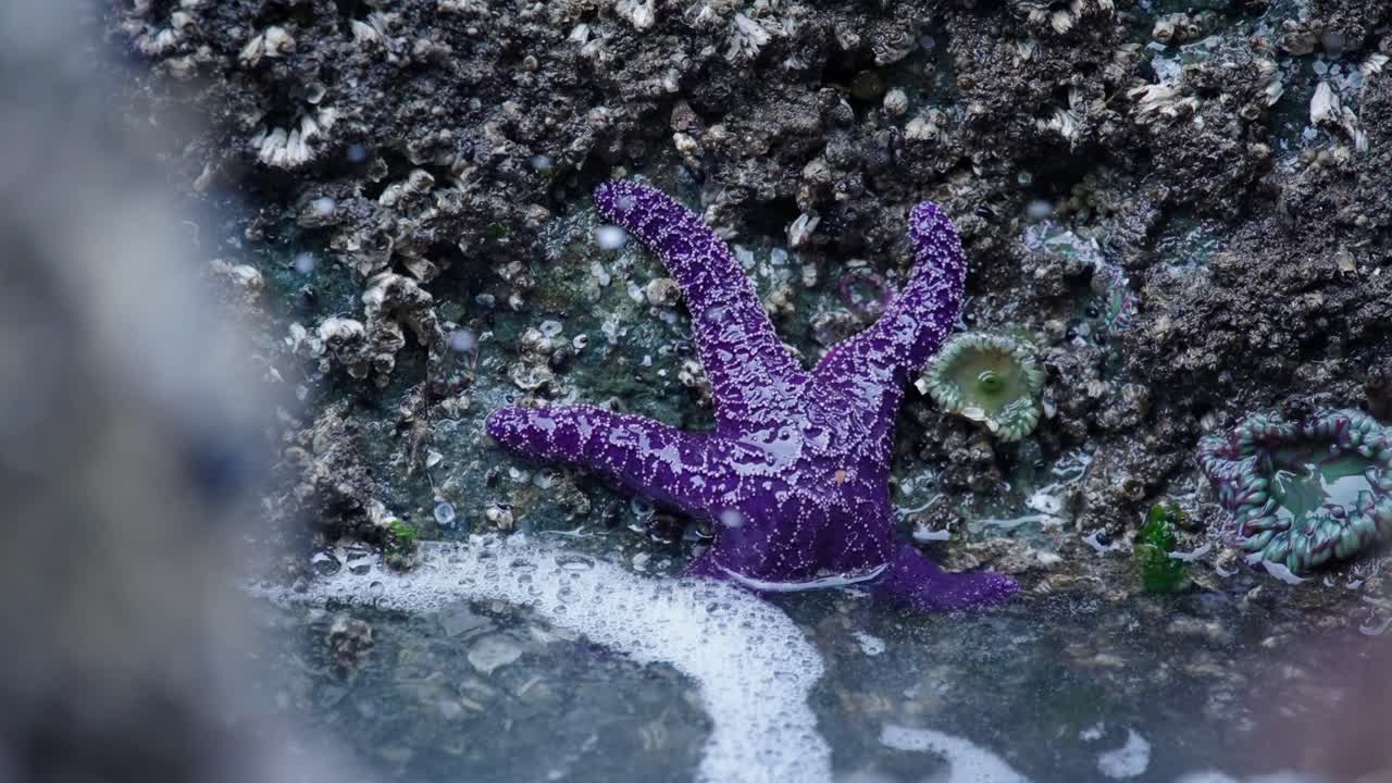 Stella marina viola in una pozza di marea coperta da un'onda dell'oceano al rallentatore.