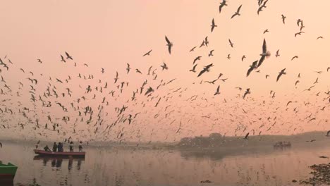 flock of seagulls during sunrise at ghat of yamuna river with boats , migratory birds , delhi , india