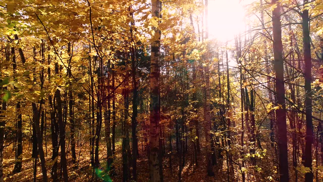 madera de bosque de otoño colorida