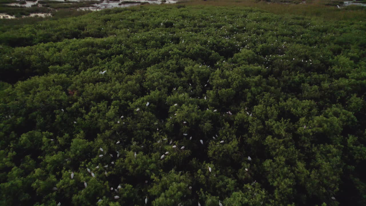 White Ibis Rookery at Dusk Aerial 2