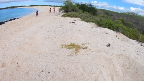 tourists and a black iguana are standing on a white sand beach and turquoise sea with green plants near the shore