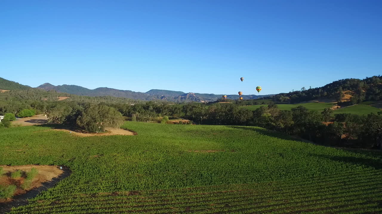 멀리 열기구가 있는 캘리포니아 북부 소노마 카운티의 포도밭 줄지어 있는 낮은 공중