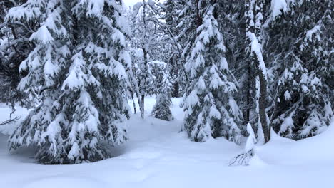 Nieve-Densa-En-El-Bosque