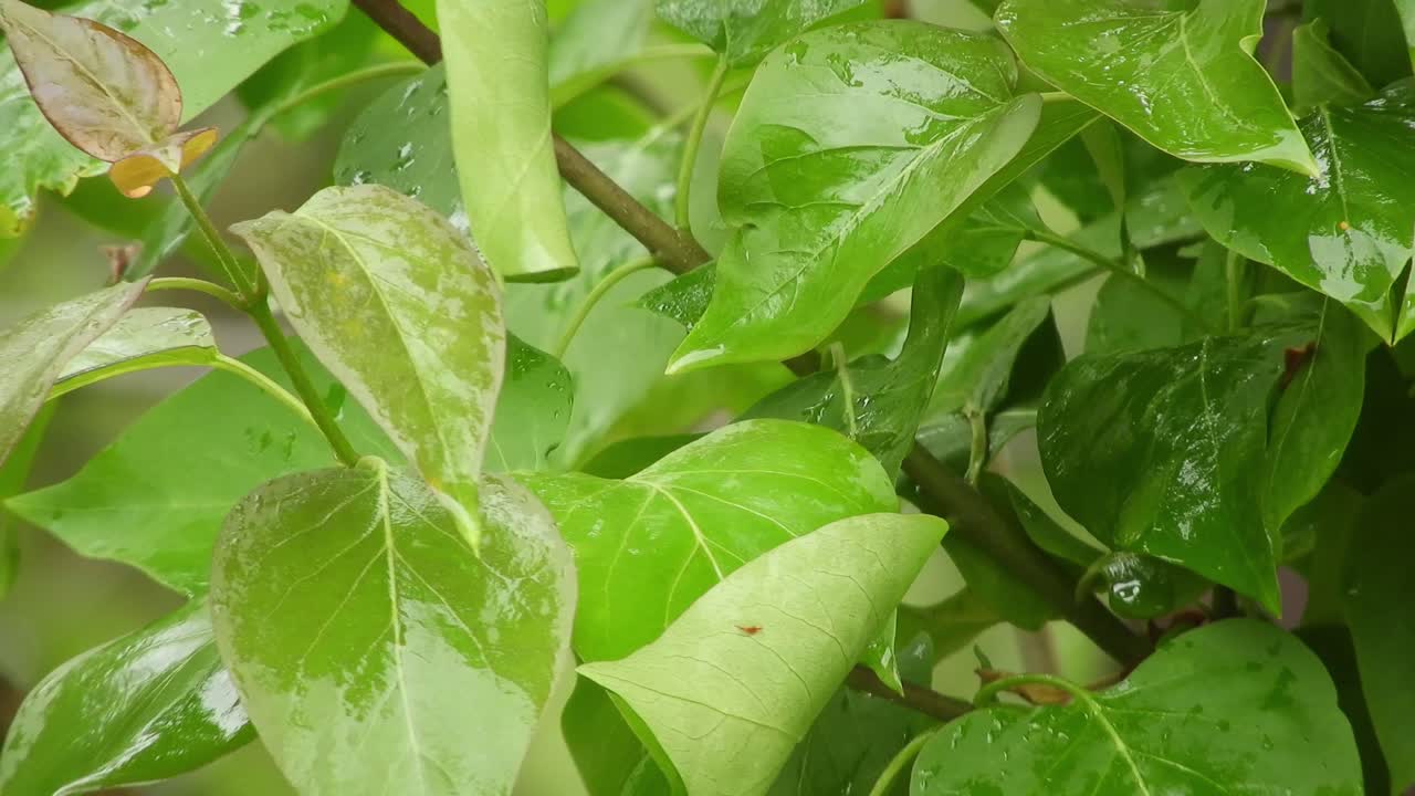 The reflection of the light on the leaves in a shiny and rainy day with beautiful colors and nice contrast.