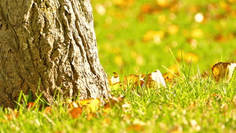 A base of a tree trunk with a rough, wrinkled bark texture, surrounded by green grass with a few dry leaves on the ground, likely from autumn. Sunlight creates a warm and natural atmosphere.