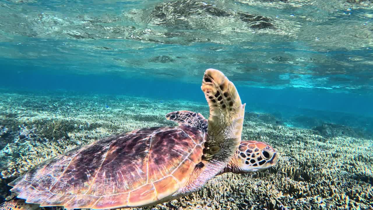 Closeup Of Green Sea Turtle Swimming Over Beautiful Coral Reef