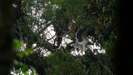 The-Philippine-Eagle-also-known-as-the-Monkey-eating-Eagle-is-critically-endangered-and-can-live-for-sixty-years-feeding-on-Monkeys,-Flying-Lemurs,-and-small-mammals-as-an-opportunist-Bird-of-Prey