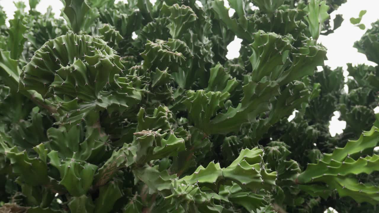 Close-up of elk horn cactus with wavy, ridged stems in natural light
