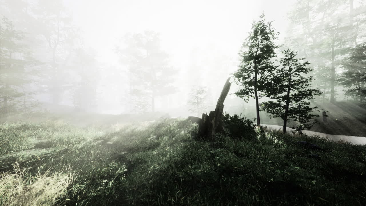 Misty forest landscape with soft light filtering through trees in early morning