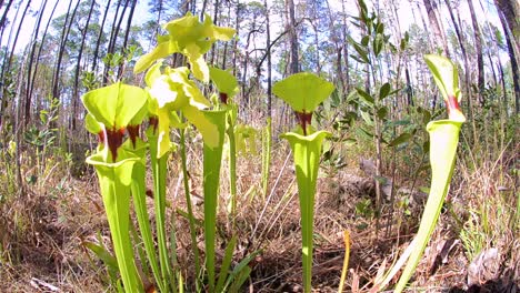 sartén de gran angular de hoja de atrapamoscas amarilla carnívora en el área natural del bosque de moody
