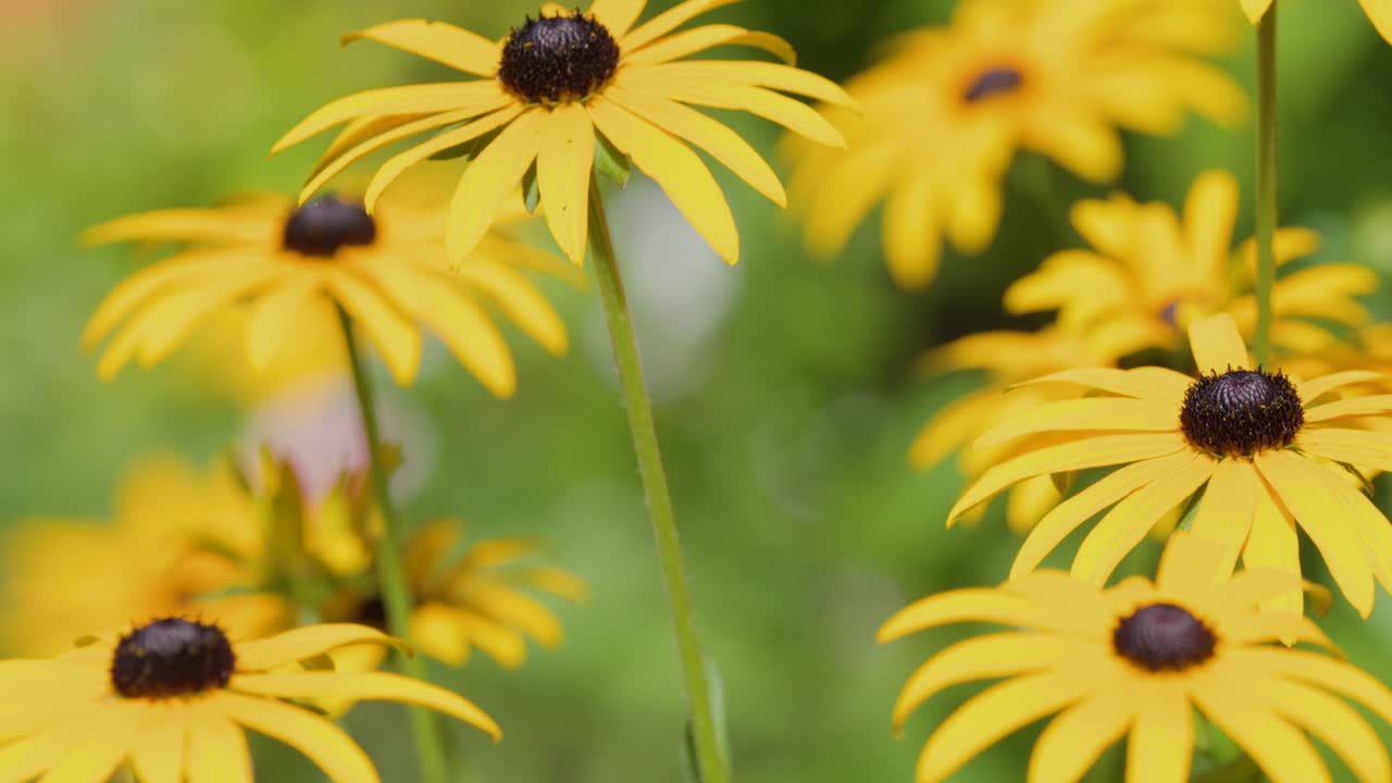 Lenta panoramica della videocamera su vivaci margherite gialle e ortensie rosa alla luce naturale all'aperto
