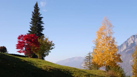 Beautiful-scenery-with-trees-and-big-mountains-in-Switzerland-while-fall