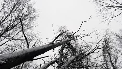 looking up on leafless tree with snowfall in forest