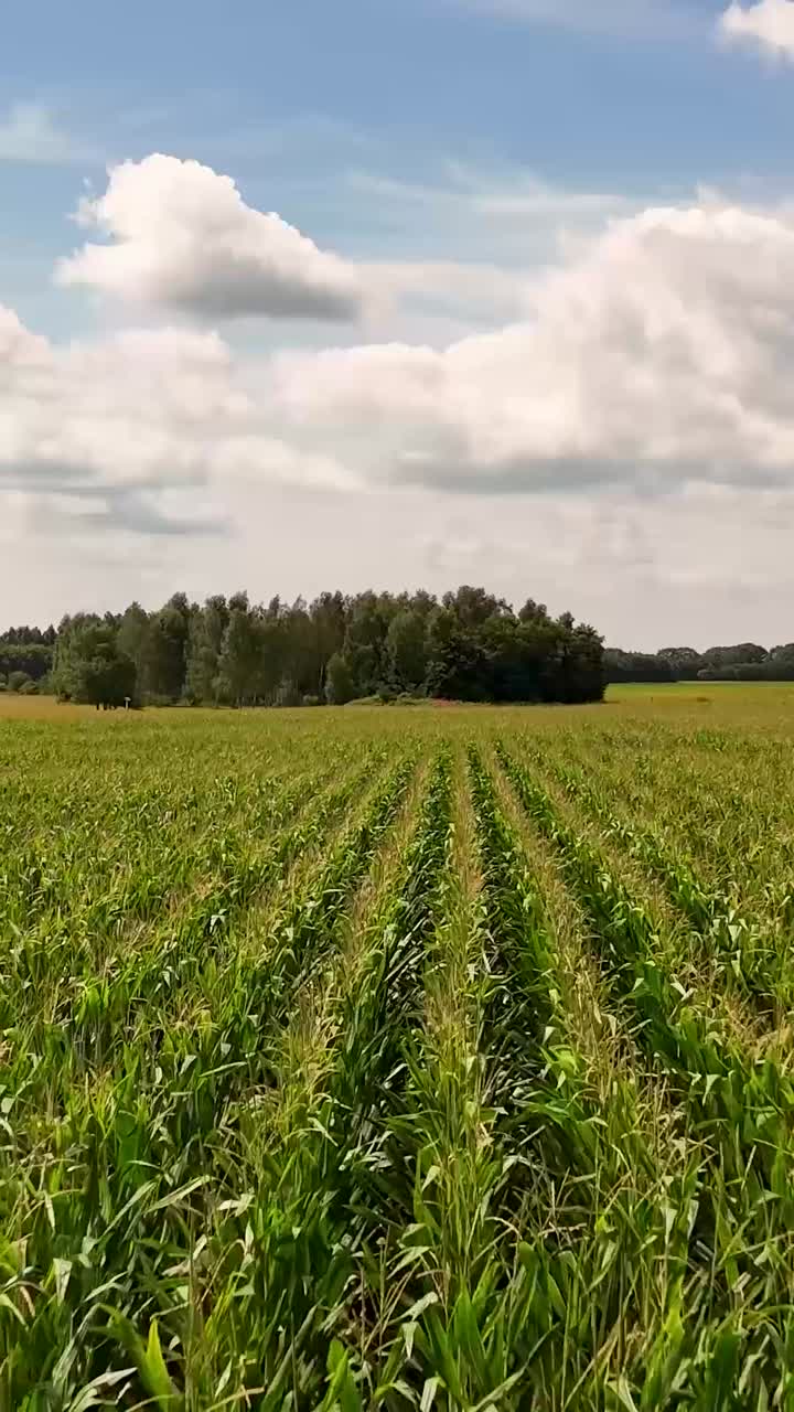 Expansive Cornfield Landscape Under a Cloudy Sky