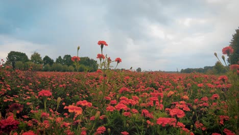 Nahaufnahme,-Die-Sich-Langsam-Um-Die-Orangefarbene-Ringelblume-Im-Garten-Dreht